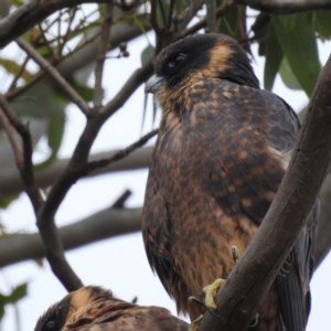 Falco longipennis at Kambah, ACT - suppressed