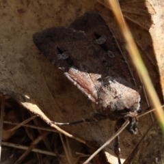 Unidentified Moth (Lepidoptera) at Wodonga, VIC - 20 Jan 2023 by KylieWaldon