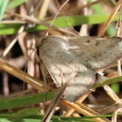 Unidentified Moth (Lepidoptera) at Wodonga, VIC - 20 Jan 2023 by KylieWaldon