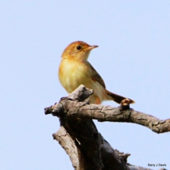 Cisticola exilis (Golden-headed Cisticola) at Gungahlin, ACT - 20 Jan 2023 by davobj