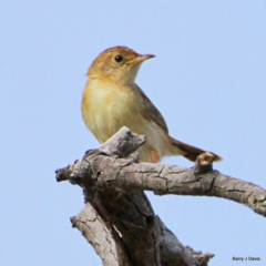 Cisticola exilis at Gungahlin, ACT - 21 Jan 2023