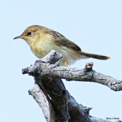 Cisticola exilis at Gungahlin, ACT - 21 Jan 2023