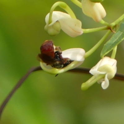 Exoneura sp. (genus) (A reed bee) at Bundanoon, NSW - 18 Jan 2023 by Curiosity