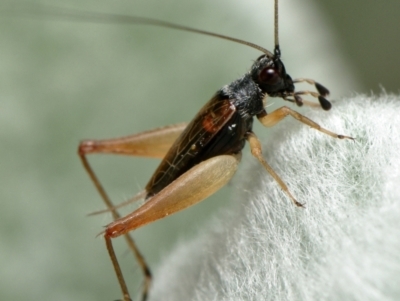 Trigonidium sp. (genus) (A Sword-tail Cricket) at Downer, ACT - 21 Jan 2023 by RobertD