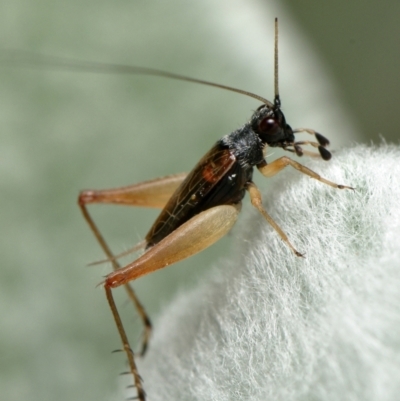 Trigonidium sp. (genus) (A Sword-tail Cricket) at Downer, ACT - 21 Jan 2023 by RobertD