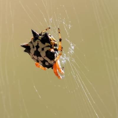 Austracantha minax (Christmas Spider, Jewel Spider) at Wodonga, VIC - 20 Jan 2023 by KylieWaldon
