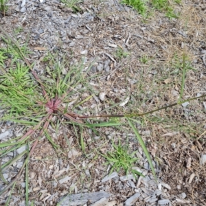 Echinochloa crus-galli at Mawson, ACT - 21 Jan 2023