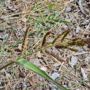 Echinochloa crus-galli at Mawson, ACT - 21 Jan 2023