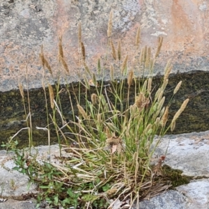 Polypogon monspeliensis at Mawson, ACT - 21 Jan 2023