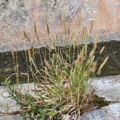 Polypogon monspeliensis (Annual Beard Grass) at Mawson, ACT - 21 Jan 2023 by Mike