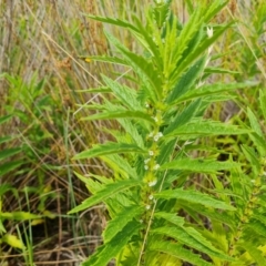 Lycopus australis (Native Gipsywort, Australian Gipsywort) at Mawson, ACT - 21 Jan 2023 by Mike