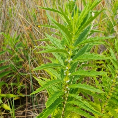 Lycopus australis (Native Gipsywort, Australian Gipsywort) at Mawson Ponds - 21 Jan 2023 by Mike