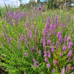 Lythrum salicaria (Purple Loosestrife) at Mawson Ponds - 21 Jan 2023 by Mike