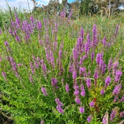 Lythrum salicaria (Purple Loosestrife) at Mawson, ACT - 21 Jan 2023 by Mike