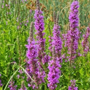 Lythrum salicaria at Mawson, ACT - 21 Jan 2023