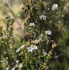 Epacris breviflora (Drumstick Heath) at Nurenmerenmong, NSW - 11 Jan 2023 by Marchien