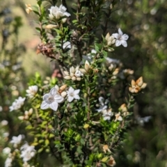 Epacris breviflora at Nurenmerenmong, NSW - 11 Jan 2023 10:21 AM