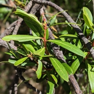 Tasmannia lanceolata at Nurenmerenmong, NSW - 11 Jan 2023
