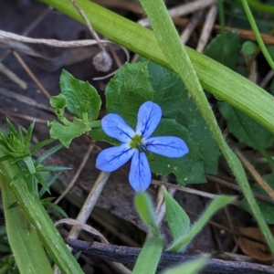 Lobelia pedunculata at Nurenmerenmong, NSW - 11 Jan 2023