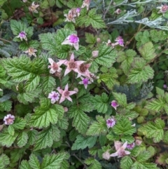 Rubus parvifolius (Native Raspberry) at The Tops at Nurenmerenmong - 11 Jan 2023 by Marchien