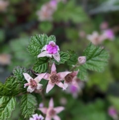 Rubus parvifolius at Nurenmerenmong, NSW - 11 Jan 2023