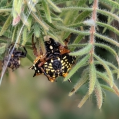 Austracantha minax (Christmas Spider, Jewel Spider) at Sutton, NSW - 21 Jan 2023 by Marchien