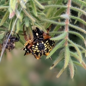 Austracantha minax at Sutton, NSW - 21 Jan 2023 10:16 AM