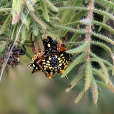 Austracantha minax (Christmas Spider, Jewel Spider) at Sutton, NSW - 20 Jan 2023 by Marchien