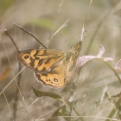 Heteronympha merope (Common Brown Butterfly) at Rendezvous Creek, ACT - 21 Jan 2023 by JimL