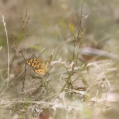 Heteronympha merope at Rendezvous Creek, ACT - 21 Jan 2023 01:11 PM