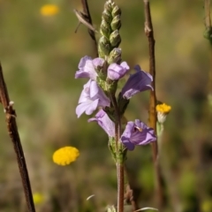 Euphrasia collina subsp. paludosa at Nurenmerenmong, NSW - 9 Jan 2023 by Marchien