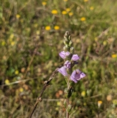 Euphrasia collina subsp. paludosa at Nurenmerenmong, NSW - 10 Jan 2023