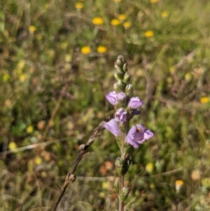 Euphrasia collina subsp. paludosa at Nurenmerenmong, NSW - 10 Jan 2023