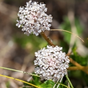 Trachymene humilis subsp. humilis at Nurenmerenmong, NSW - suppressed