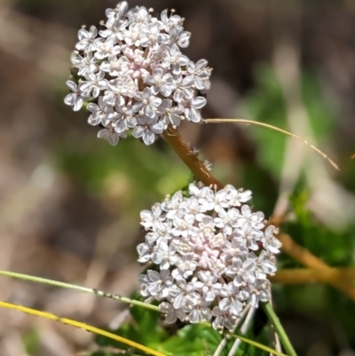 Trachymene humilis subsp. humilis (Alpine Trachymene) at Nurenmerenmong, NSW - 10 Jan 2023 by Marchien