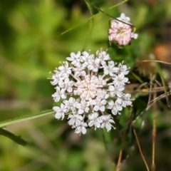 Trachymene humilis subsp. humilis at Nurenmerenmong, NSW - suppressed