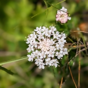 Trachymene humilis subsp. humilis at Nurenmerenmong, NSW - suppressed