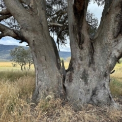 Eucalyptus camaldulensis subsp. camaldulensis (River Red Gum) at Tharwa, ACT - 2 Feb 2023 by KMcCue