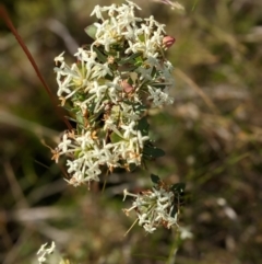 Pimelea sp. (Rice Flower) at Nurenmerenmong, NSW - 9 Jan 2023 by Marchien