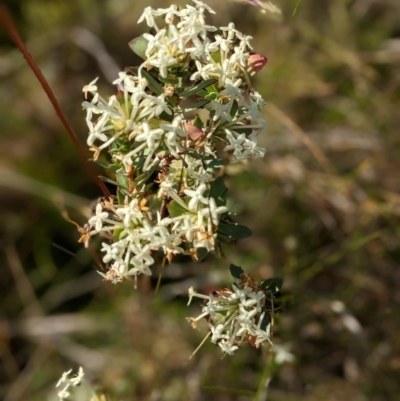 Pimelea sp. (Rice Flower) at Nurenmerenmong, NSW - 10 Jan 2023 by Marchien