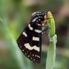 Phalaenoides tristifica (Willow-herb Day-moth) at Nurenmerenmong, NSW - 10 Jan 2023 by Marchien