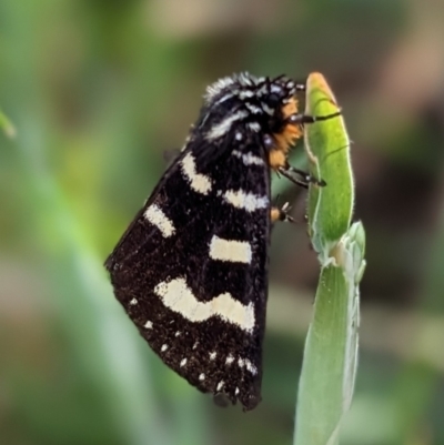 Phalaenoides tristifica (Willow-herb Day-moth) at Nurenmerenmong, NSW - 9 Jan 2023 by Marchien