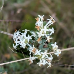 Pimelea sp. (Rice Flower) at Nurenmerenmong, NSW - 10 Jan 2023 by Marchien