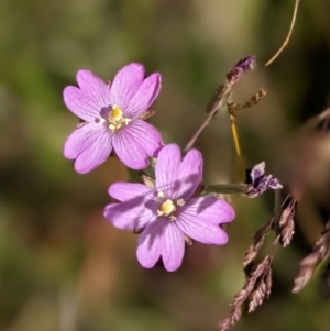 Epilobium sp. at Nurenmerenmong, NSW - 10 Jan 2023