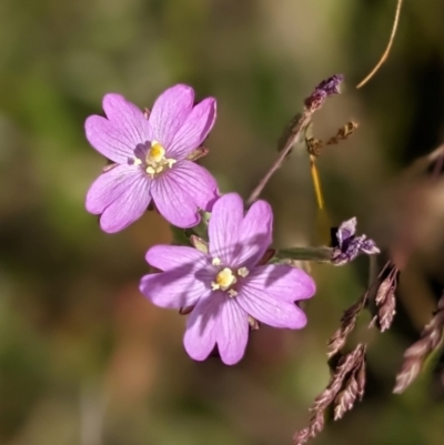 Epilobium sp. (A Willow Herb) at Nurenmerenmong, NSW - 10 Jan 2023 by Marchien