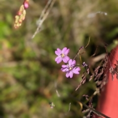 Epilobium sp. at Nurenmerenmong, NSW - 10 Jan 2023