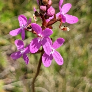 Stylidium sp. at Nurenmerenmong, NSW - 10 Jan 2023