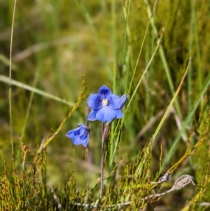 Thelymitra cyanea at Nurenmerenmong, NSW - suppressed