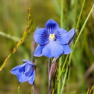 Thelymitra cyanea at Nurenmerenmong, NSW - suppressed