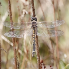 Hemicordulia tau (Tau Emerald) at Rendezvous Creek, ACT - 21 Jan 2023 by JimL